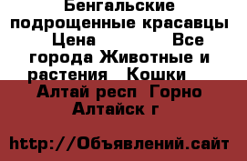 Бенгальские подрощенные красавцы. › Цена ­ 20 000 - Все города Животные и растения » Кошки   . Алтай респ.,Горно-Алтайск г.